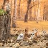 Leszúrható gyöngybagoly polyresin szobor, kültéri és beltéri dekorációs kiegészítő