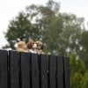Kutya alakú polyresin kerítésdísz, beagle, kültéri dekorációs kiegészítő