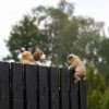 Kutya alakú polyresin kerítésdísz, beagle, kültéri dekorációs kiegészítő