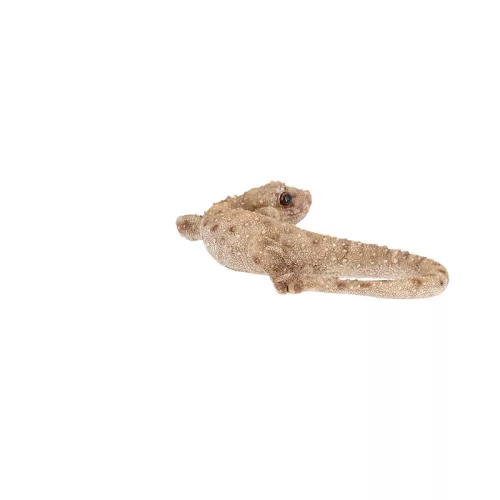 Gyík polyresin szobor, dekoráció, 16 x 8 x 3 cm, csomag,  12 db