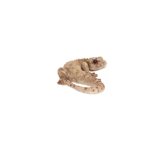 Gyík polyresin szobor, dekoráció, 16 x 8 x 3 cm, csomag,  12 db