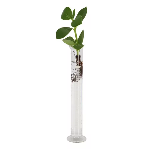 Talpas mérőhenger, 25 cm, csomag, 12 db