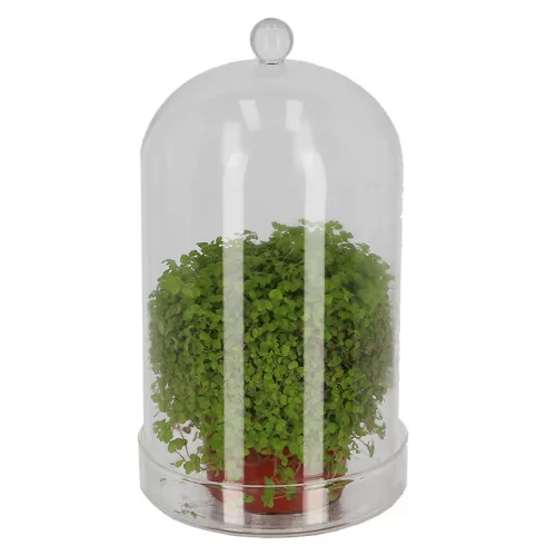 Dekorációs üveg búra, alappal, 16,3 cm átmérőjű, csomag, 4 db