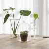 Dekorációs üveg búra, alappal, 16,3 cm átmérőjű, csomag, 4 db