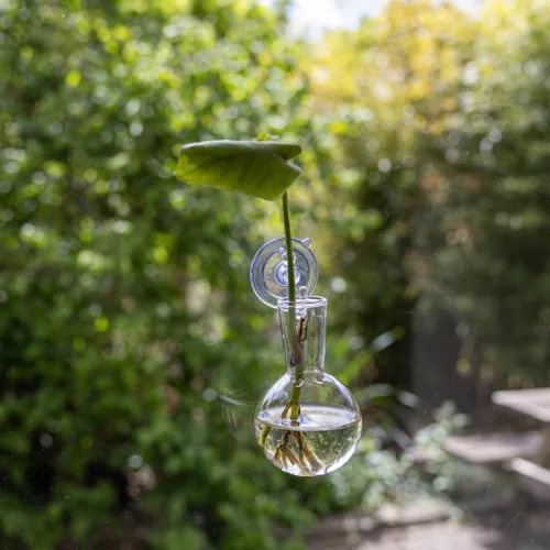 Ablakra helyezhető növény gyökereztető üveg váza, 0,14 literes, csomag,  24 db