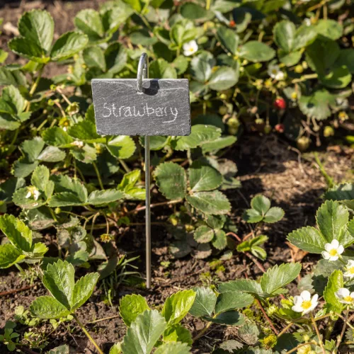 Leszúrható növény jelölő palatábla, 36 cm, csomag, 36 db