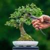 Bonsai ág vágó fogó, csomag, 12 db