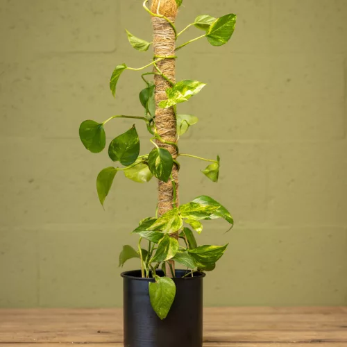 Kókuszrost növénytámasz, 75 cm, csomag, 32 db