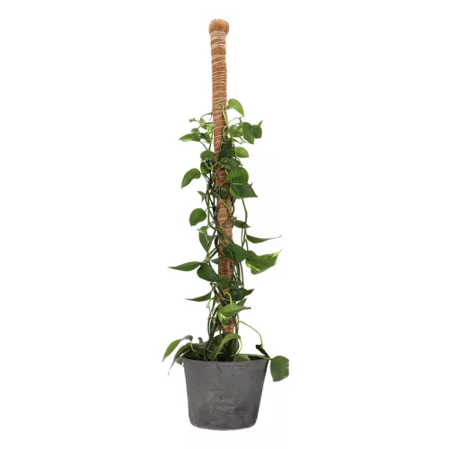 Kókuszrost növénytámasz, 115 cm, csomag, 32 db