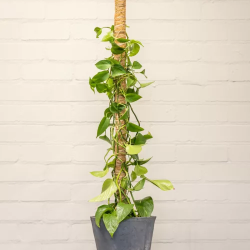 Kókuszrost növénytámasz, 115 cm, csomag, 32 db
