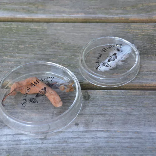 Petri csésze, 120 ml, csomag, 48 db