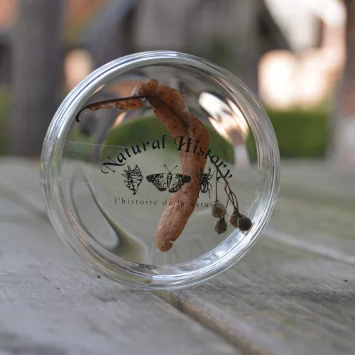 Petri csésze, 120 ml, csomag, 48 db