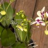 Fémből készült orchidea és virágtámasz, 2 féle, csomag, 48 db